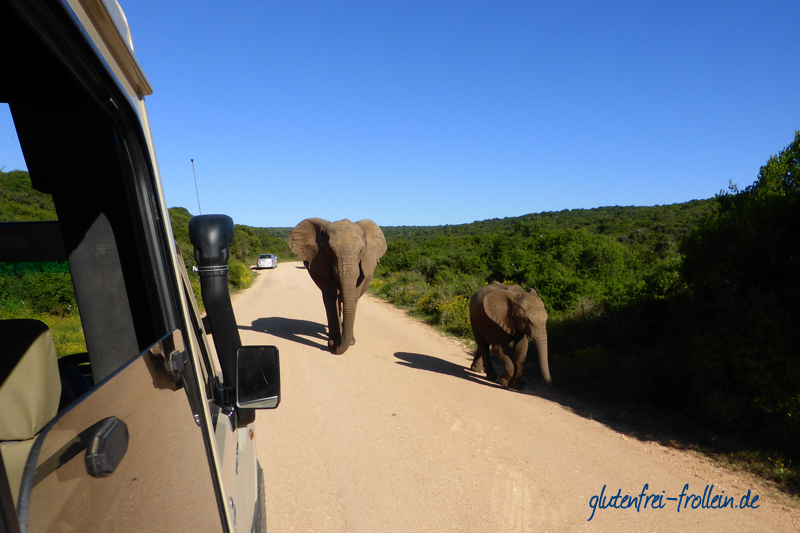 Addo Elephant park Südafrika